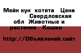 Мейн кун  котята › Цена ­ 20 000 - Свердловская обл. Животные и растения » Кошки   